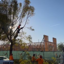 New Season Tree Services