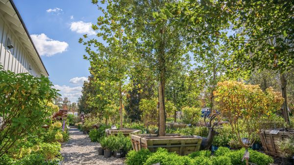 TOP 10 BEST Plant Nursery near Forest Park, GA 30297 - Updated 2026 - Yelp