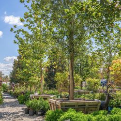 Moon Valley Nurseries - Moon Valley Nurseries in Peachtree City
