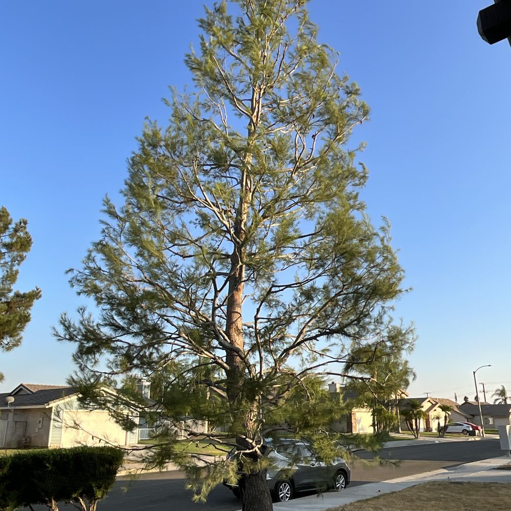 Luis’s Tree Service - Tree Services Near Me Luis’s Tree Service - Tree Services Near Me