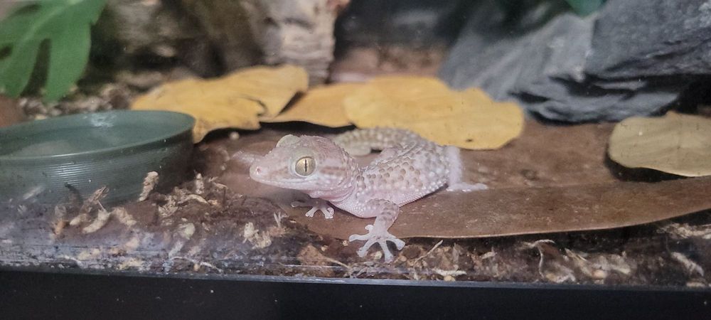 Reptile Rapture - reptile breeding in Monona, WI