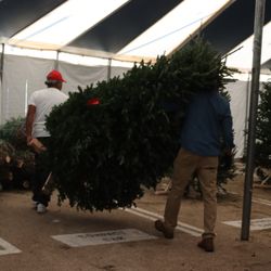 Patton's Christmas Trees - At Patton's Christmas Trees - YOU PICK 'EM, WE PACK 'EM! Come shop Dallas' oldest Xmas tree lot @ Mockingbird & Abrams in Lakewood Village!
