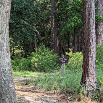 Goose Creek State Park - Here's a trail close to the small beach. - Parks Near Me - Washington, North Carolina