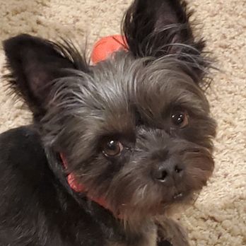 Pet Angel Memorial Center - Pet Cremation Services Near Me - Indianapolis, Indiana