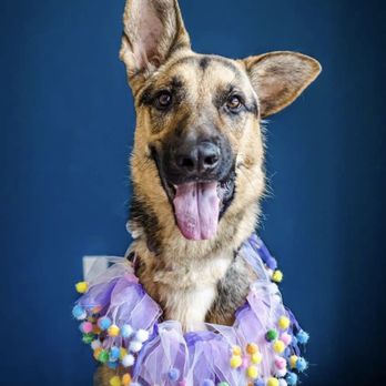 K911! - Nala was a rescue and she had reactivity but k911 helped her - Pet Training Near Me