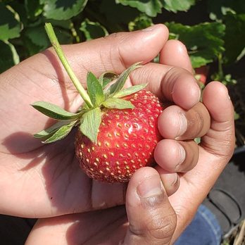Warren Farms - Pick Your Own Farms Near Me - Chesapeake, Virginia Warren Farms - Pick Your Own Farms Near Me - Chesapeake, Virginia