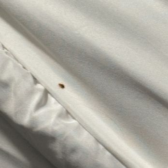 Best Western Plus Cairn Croft Hotel - BEDBUGS - Hotels Near Me - Niagara Falls, Ontario