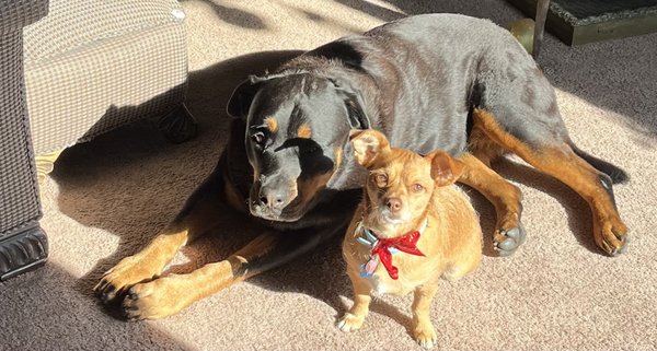 Lawndale Pet Hospital by null