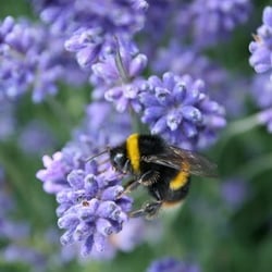 Hitchin Lavendar