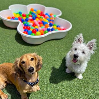 Central Bark Poughkeepsie - Pet Boarding Near Me - Poughkeepsie, New York