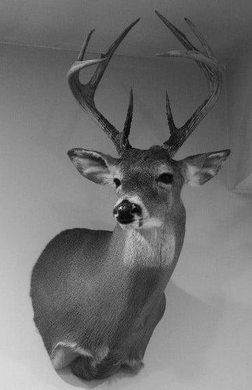 Twin Forks Taxidermy - taxidermy in Holbrook, NY