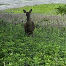 Nissequogue River State Park