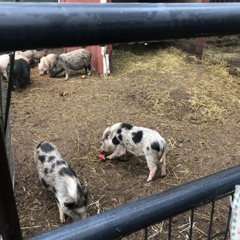 Hunsader Farms - Baby pigs eating fresh apples - Farms Near Me - Bradenton, Florida