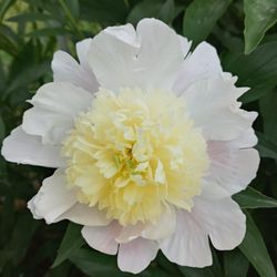 Florals & Roots at A Peony Garden - New Variety