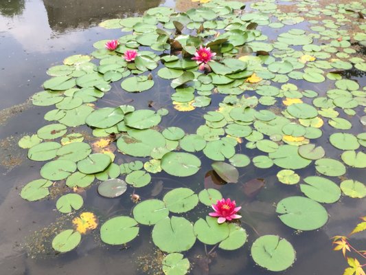 Isuien Garden and Neiraku Museum by null