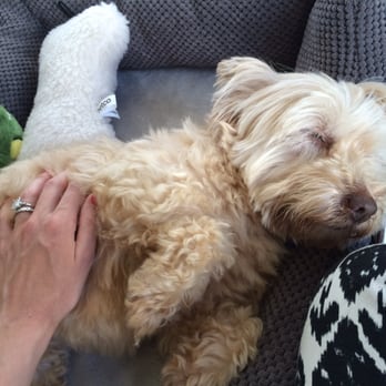 The Barking Lot - Sweet Estie girl sleepy after a tiring adoption day! - Animal Shelters Near Me - Ramona, California