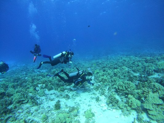 Maui Dreams Dive Co by null