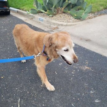 Austin Pet Au Pair - Lacy - Pet Sitting Near Me - Austin, Texas