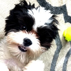 Rootie's Run - Hamburg Dog Park - Gabe loves the dog park!