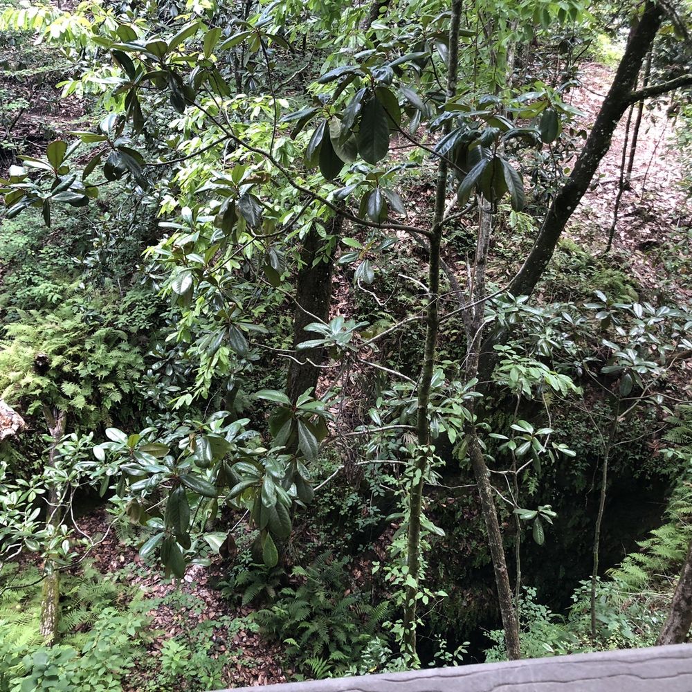 Falling Waters State Park - Sinkhole - Parks Near Me - Chipley, Florida Falling Waters State Park - Sinkhole - Parks Near Me - Chipley, Florida