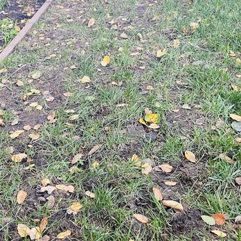 Ecopacha Landscaping - Dead grass - Gardeners Near Me
