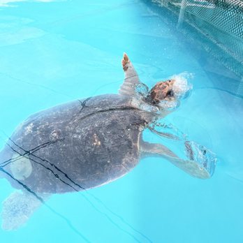 The Turtle Hospital - Veterinarians Near Me - Marathon, Florida The Turtle Hospital - Veterinarians Near Me - Marathon, Florida