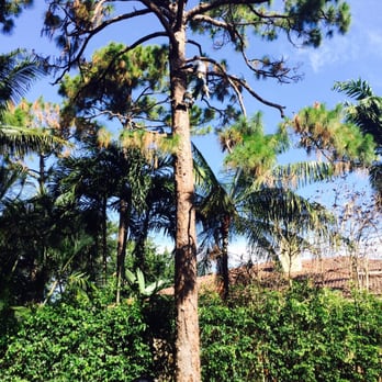 Camelot Debris Removal - Ray Harris: the flying Man up in a giant slash pine - Damage Restoration Near Me - Hollywood, Florida Camelot Debris Removal - Ray Harris: the flying Man up in a giant slash pine - Damage Restoration Near Me - Hollywood, Florida