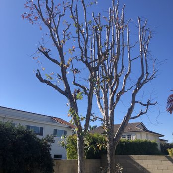 Dan's Tree Service - Tree Services Near Me - Huntington Beach, California