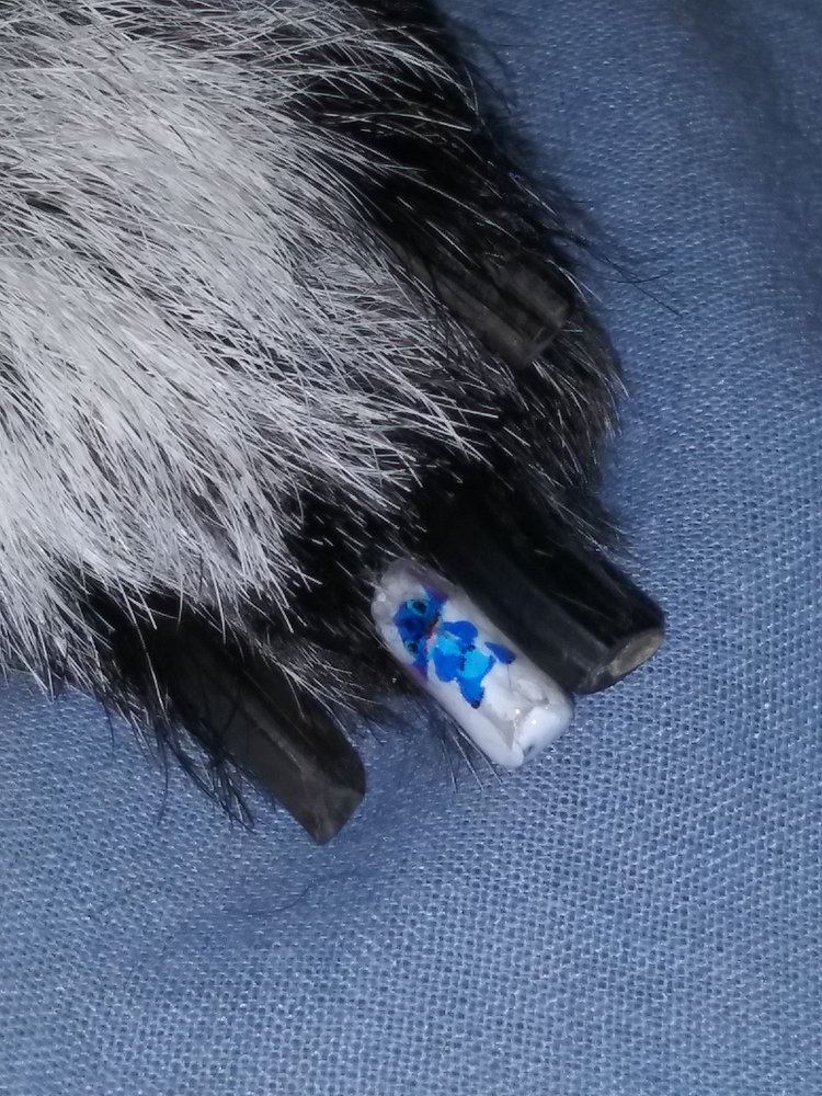 BEST IN SHOW DOG GROOMING 191 Photos & 228 Reviews 8450 W Sahara