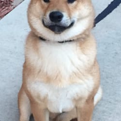 Ready, Set, PAWS! - Everyone loves Juno!