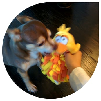 PetSmart - Oooh, thanks for the new toy! - Pet Training Near Me - Austin, Texas PetSmart - Oooh, thanks for the new toy! - Pet Training Near Me - Austin, Texas