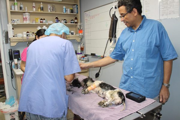 animal hospital lakewood blvd