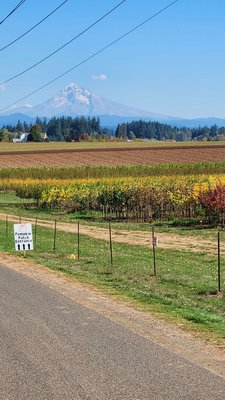 Bushue's Family Farm by null