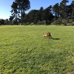 Golden Gate Park Kezar Triangle - Plenty of space to run