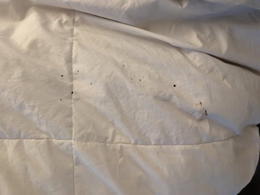 Dallas/Addison Marriott Quorum by the Galleria by null