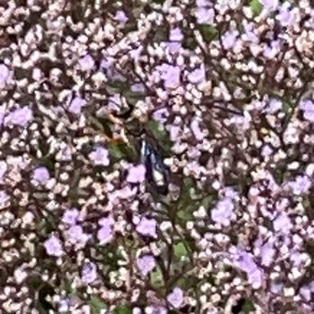 Toronto Botanical Garden - Lots of pollinators - Botanical Gardens Near Me - Toronto, Ontario Toronto Botanical Garden - Lots of pollinators - Botanical Gardens Near Me - Toronto, Ontario