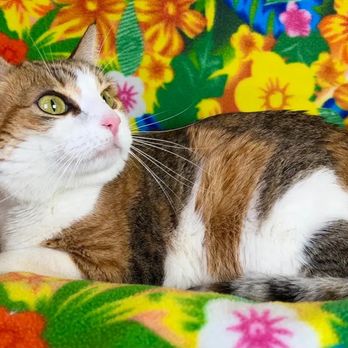 Advanced Veterinary Medical Imaging - Veterinarians Near Me - Tustin, California