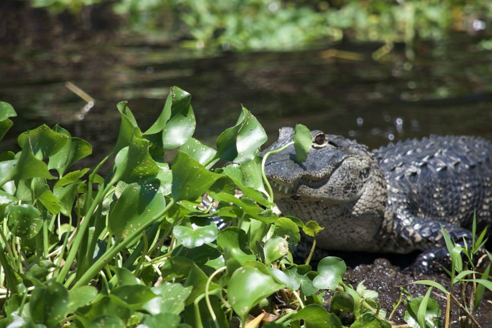 CAMP HOLLY AIRBOAT RIDES Updated April 2024 96 Photos & 80 Reviews