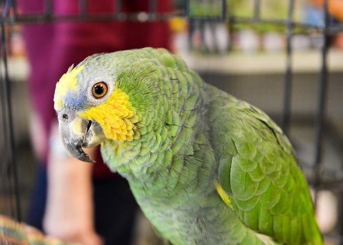 MISTER PET Updated September 2024 9105 Bayly Street W, Ajax, Ontario Pet Stores Phone