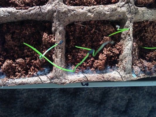 Burpee Seeds and Plants by null