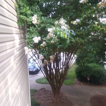William Douglas Property Management - Over grown tree, hiding bees and wasps. - Property Management Near Me - Raleigh, North Carolina
