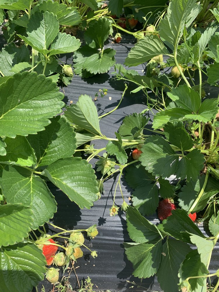 LCCL STRAWBERRY FARM Updated September 2024 20 Photos & 12 Reviews 3743 Old Dalton Rd