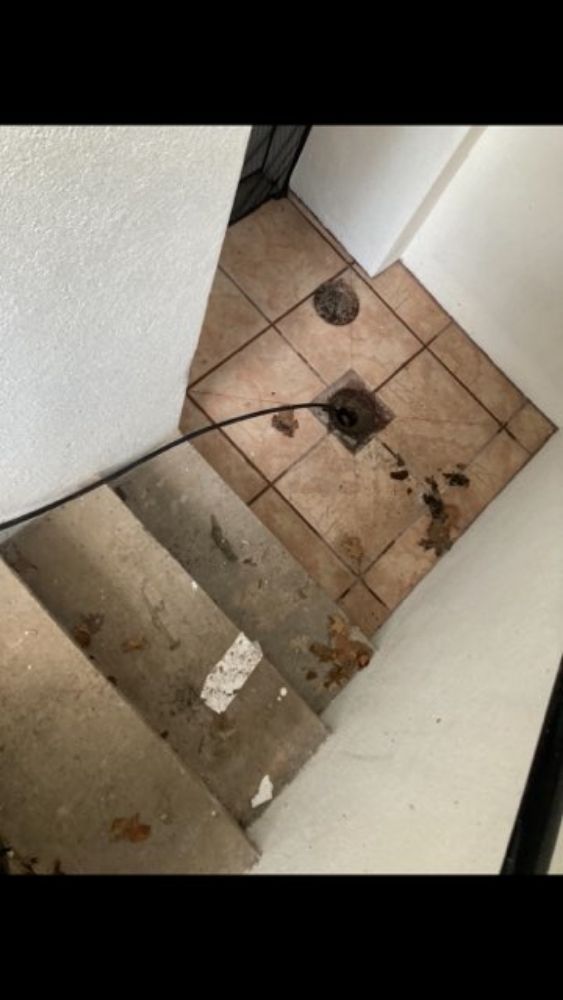 Slide of DT-Clogsman