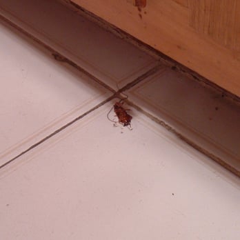 Tauber Properties - Roach in kitchen - Property Management Near Me - Manhattan, New York Tauber Properties - Roach in kitchen - Property Management Near Me - Manhattan, New York
