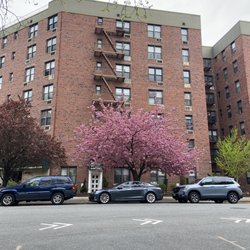 Fort Hamilton - Cherry Blossoms on Marine Avenue