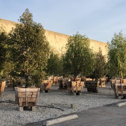 Devil Mountain Wholesale Nursery - Redondo Beach