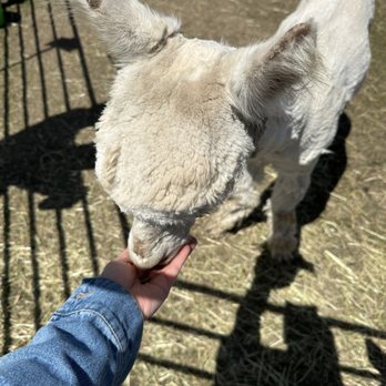 TX-Ture Farm - Attraction Farms Near Me - Aubrey, Texas
