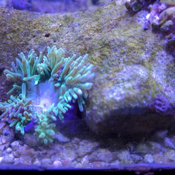 Oceanlife Aquariums - Aquarium Services Near Me - Houston, Texas Oceanlife Aquariums - Aquarium Services Near Me - Houston, Texas