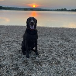 Shawnee Mission Dog Park - The Dog Park Beach