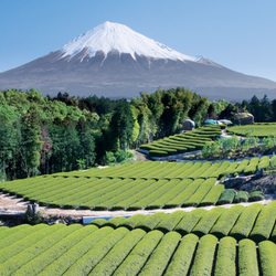 ATLJapanese - Mt. Fuji with tea fields.